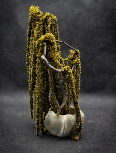 Kusamono Amaranthe Vert 01