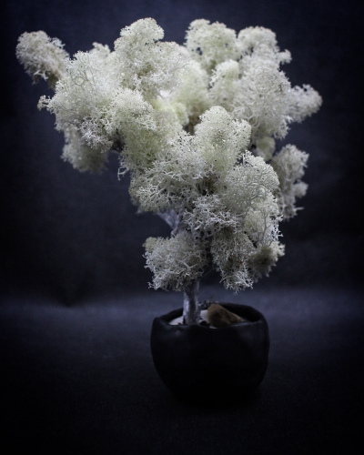 Kusamono Lichen Blanc