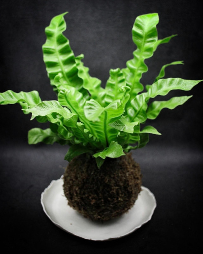 Kokedama Asplenium