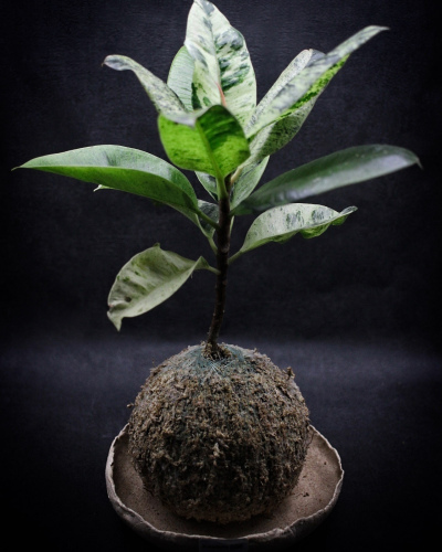 Kokedama Shivereana