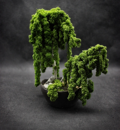 Kusamono Amaranthe Vert 03