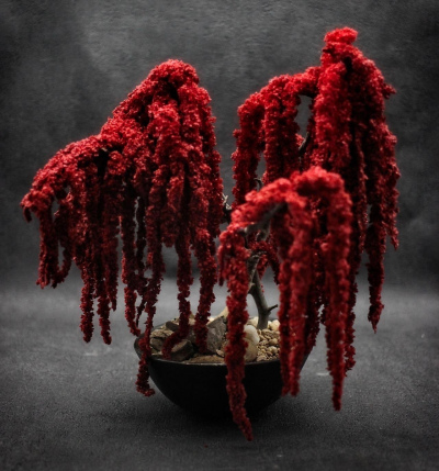 Kusamono Amaranthe Rouge 01