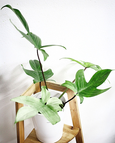 Philodendron Florida Ghost (rare)