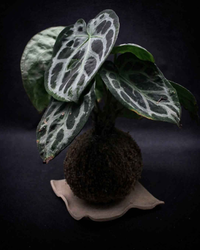 Kokedama Anthurium 2