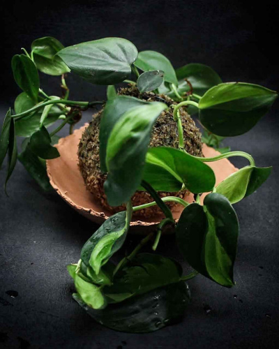 Kokedama Scandens Brazil