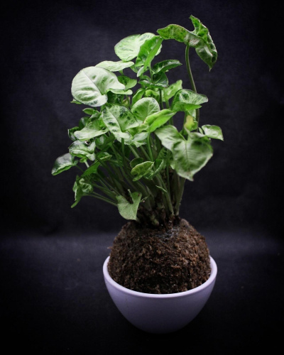 Kokedama Syngonium