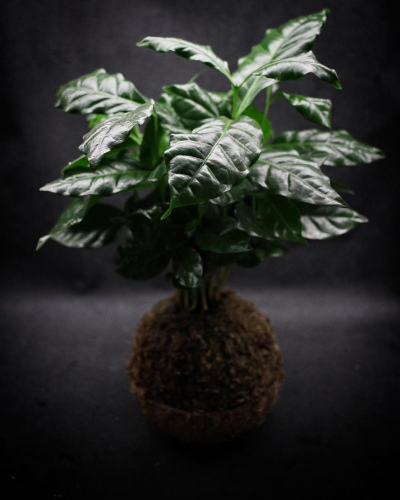 Kokedama Coffea